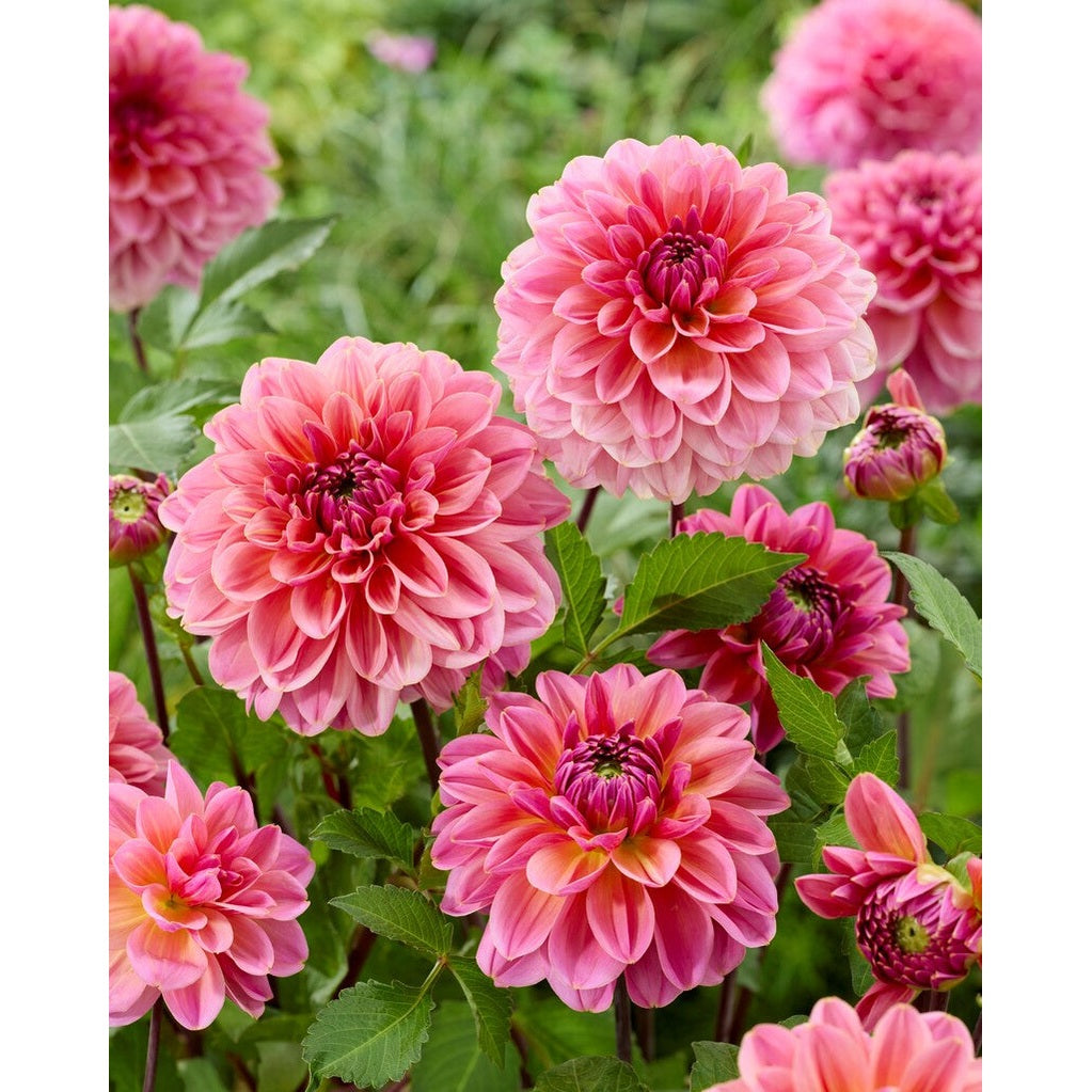 Dahlia Dalmuti Jester Dekorativ 1-pack NYHET